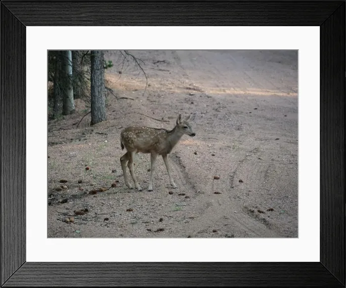 Framed Print : Mule Deer in the woods of the Florissant Colorado Mountains Framed Print : Mule Deer in the woods of the Florissant Colorado Mountains
