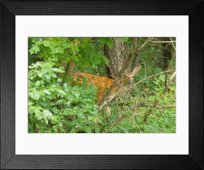Framed Print : White-tailed deer fawn in the dense bush. Central New Jersey, USA Framed Print : White-tailed deer fawn in the dense bush. Central New Jersey, USA