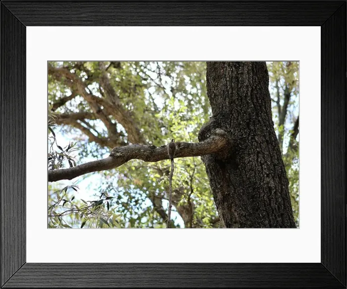 Framed Print : Looking up at an Arizona woodpecker perched on a tree branch at Ramsey Canyon in Hereford, Arizona Framed Print : Looking up at an Arizona woodpecker perched on a tree branch at Ramsey Canyon in Hereford, Arizona