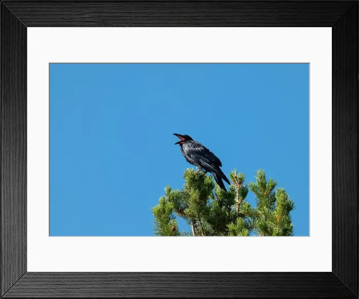 Framed Print : Telephoto Picture of a Raven Calling Framed Print : Telephoto Picture of a Raven Calling