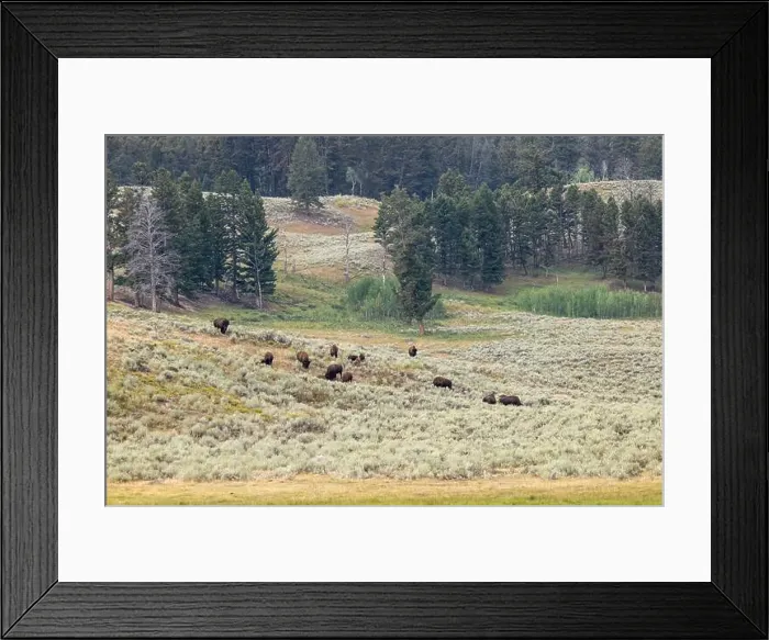 Framed Print : A Buffalo Herd in Yellowstone National Park Framed Print : A Buffalo Herd in Yellowstone National Park