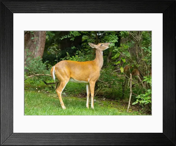 Framed Print : White-tailed deer doe browsing. Central New jersey, USA