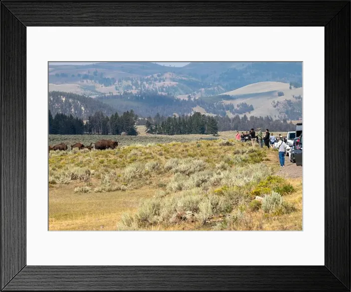 Framed Print : Tourists Photographing Bison in Yellowstone National Park Framed Print : Tourists Photographing Bison in Yellowstone National Park