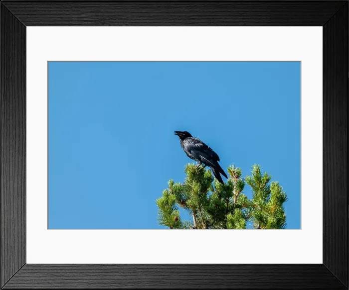 Framed Print : Telephoto Picture of a Raven Framed Print : Telephoto Picture of a Raven