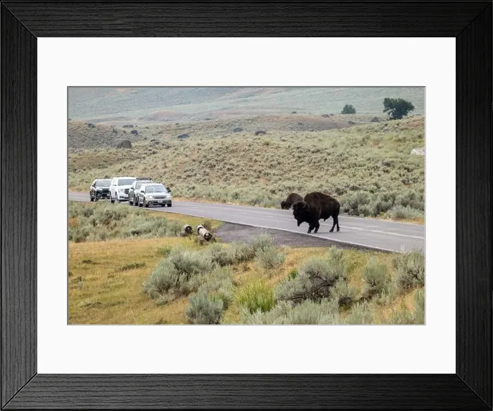 Framed Print : Bison Crossing the Road in Yellowstone National Park Framed Print : Bison Crossing the Road in Yellowstone National Park