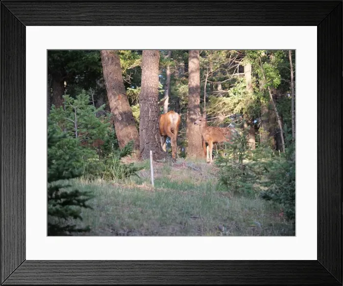 Framed Print : Mule Deer in the woods of the Florissant Colorado Mountains Framed Print : Mule Deer in the woods of the Florissant Colorado Mountains