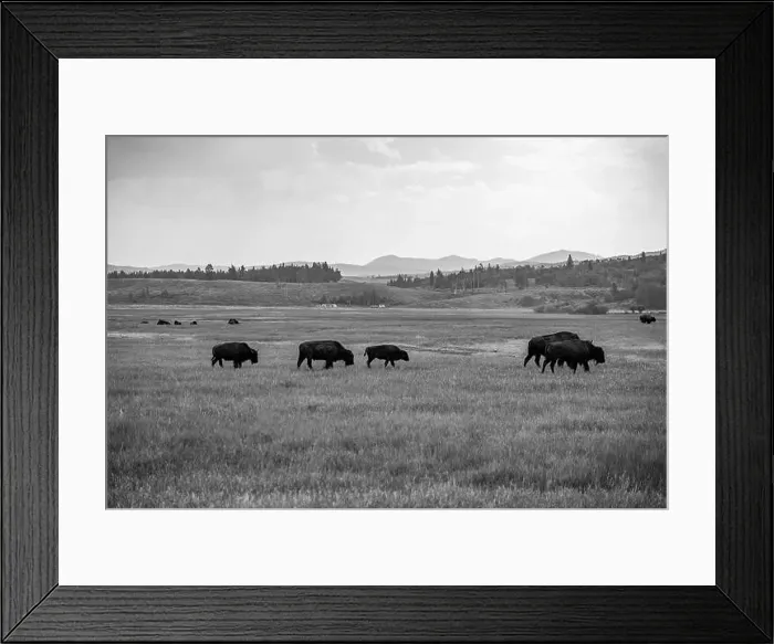 Framed Print : A Black and White Buffalo Herd in Jackson Hole Framed Print : A Black and White Buffalo Herd in Jackson Hole