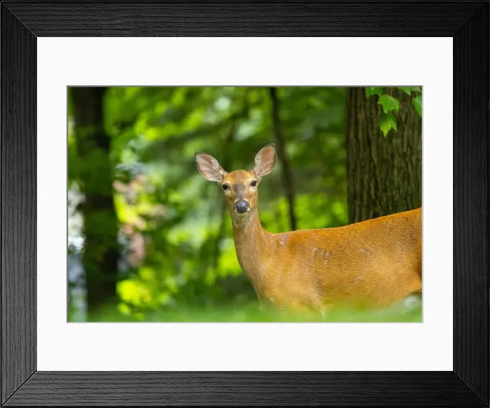 Framed Print : White-tailed deer doe close-up portrait. Central New Jersey, USA Framed Print : White-tailed deer doe close-up portrait. Central New Jersey, USA