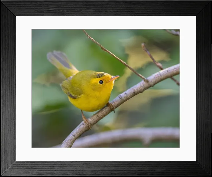 Framed Print : Wilson's Warbler (Cardellina pusila) El Dorado County California USA Framed Print : Wilson's Warbler (Cardellina pusila) El Dorado County California USA