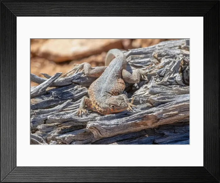 Framed Print : Side-blotched lizard on the Fremont Gorge Trail, Capitol Reef National Park, Utah Framed Print : Side-blotched lizard on the Fremont Gorge Trail, Capitol Reef National Park, Utah