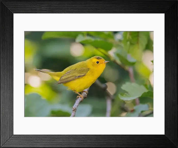Framed Print : Wilson's Warbler (Cardellina pusila) El Dorado County California USA