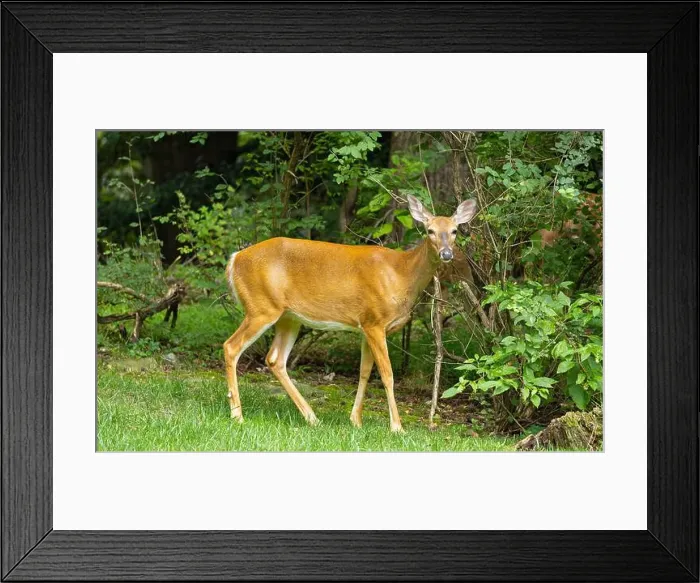 Framed Print : White-tailed deer doe in a dense forest. Central New Jersey, USA Framed Print : White-tailed deer doe in a dense forest. Central New Jersey, USA