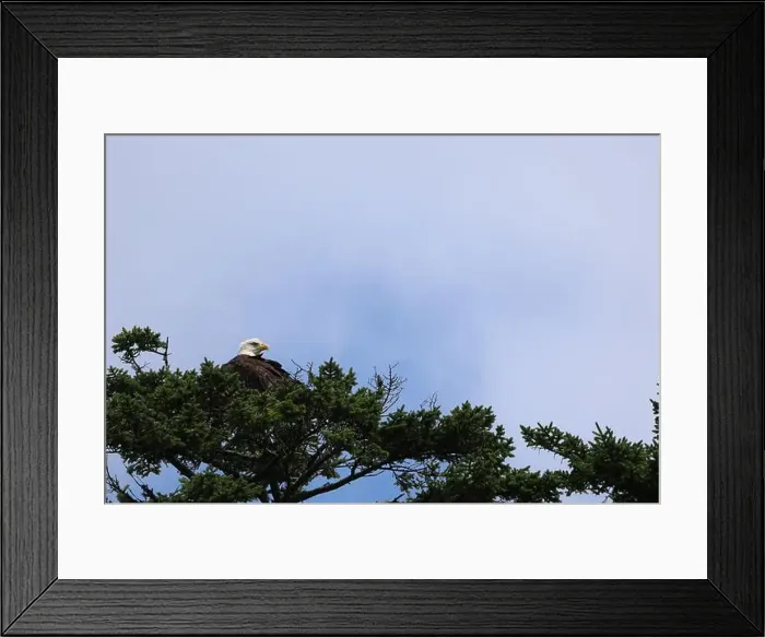 Framed Print : Bald Eagle roosting atop pine tree preening and looking for food Framed Print : Bald Eagle roosting atop pine tree preening and looking for food
