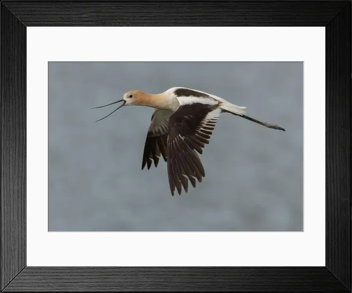 Framed Print : American Avocet (Recurvirostra americana) Sacramento County California USA Framed Print : American Avocet (Recurvirostra americana) Sacramento County California USA