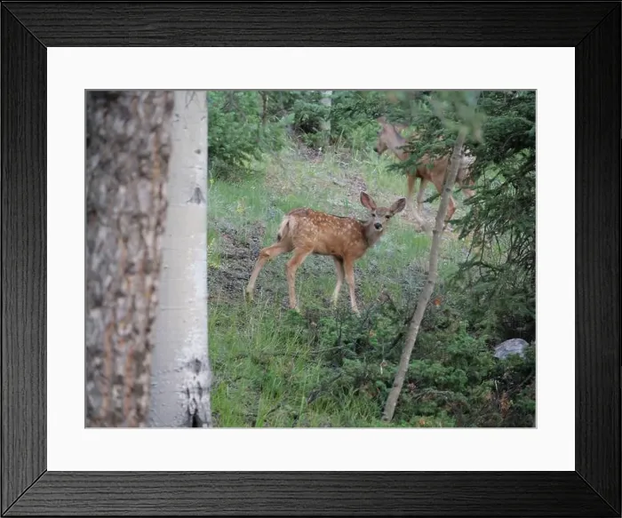 Framed Print : Mule Deer in the woods of the Florissant Colorado Mountains Framed Print : Mule Deer in the woods of the Florissant Colorado Mountains