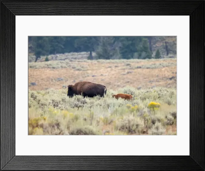 Framed Print : A Bison and her Calf in Yellowstone National Park Framed Print : A Bison and her Calf in Yellowstone National Park