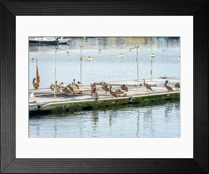 Framed Print : A group of California Brown Pelicans on a wooden barge in San Diego's Mission Bay