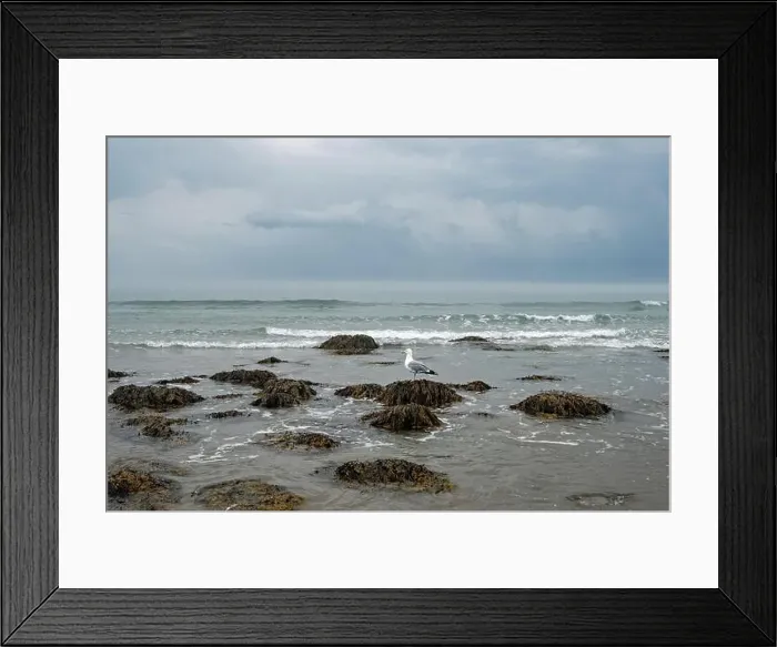Framed Print : A seagull sits atop a rock as the ocean tide comes in Framed Print : A seagull sits atop a rock as the ocean tide comes in