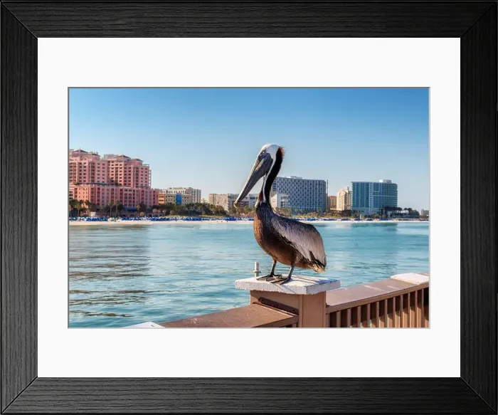 Framed Print : Pelican bird posing in the public pier in Clearwater, Florida Framed Print : Pelican bird posing in the public pier in Clearwater, Florida
