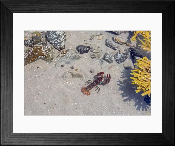 Framed Print : American Lobster (Homarus americanus) Framed Print : American Lobster (Homarus americanus)