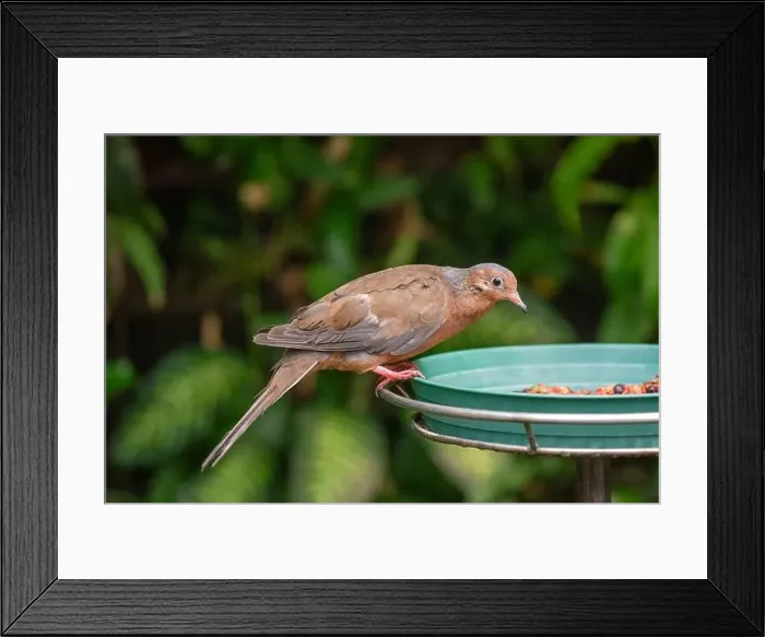Framed Print : Woodland Park Zoo, Seattle, WA. Peruvian Pigeon eating from a feeder Framed Print : Woodland Park Zoo, Seattle, WA. Peruvian Pigeon eating from a feeder