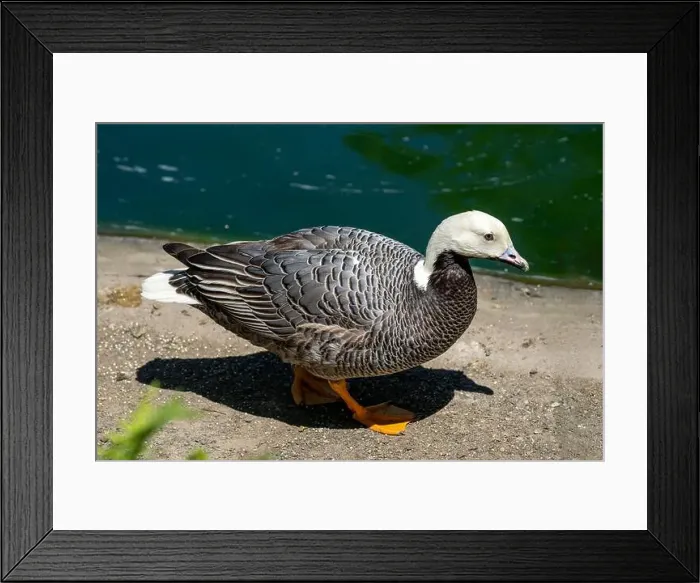 Framed Print : Woodland Park Zoo, Seattle, WA. Emperor Goose