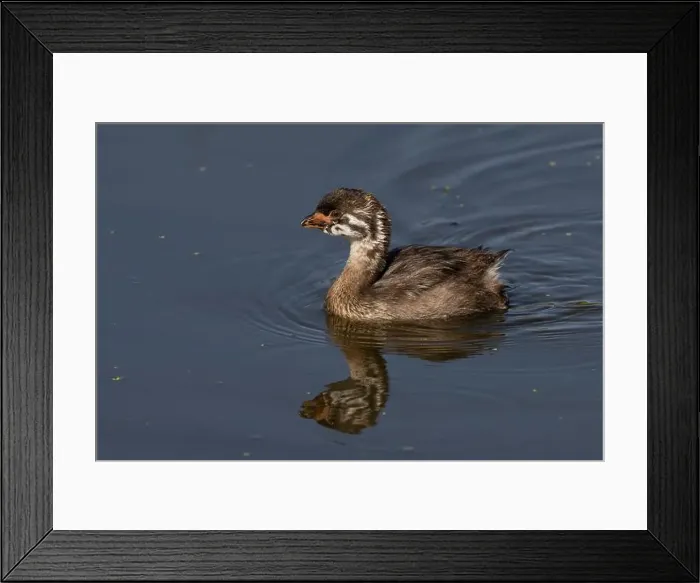 Framed Print : Pied-billed Grebe (Podylimbus podiceps) Plumas County California USA Framed Print : Pied-billed Grebe (Podylimbus podiceps) Plumas County California USA