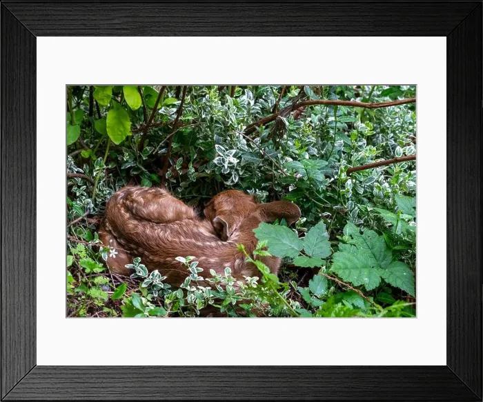 Framed Print : Issaquah, Washington, USA. Black-tailed deer fawn curled up in the undergrowth of a forest Framed Print : Issaquah, Washington, USA. Black-tailed deer fawn curled up in the undergrowth of a forest