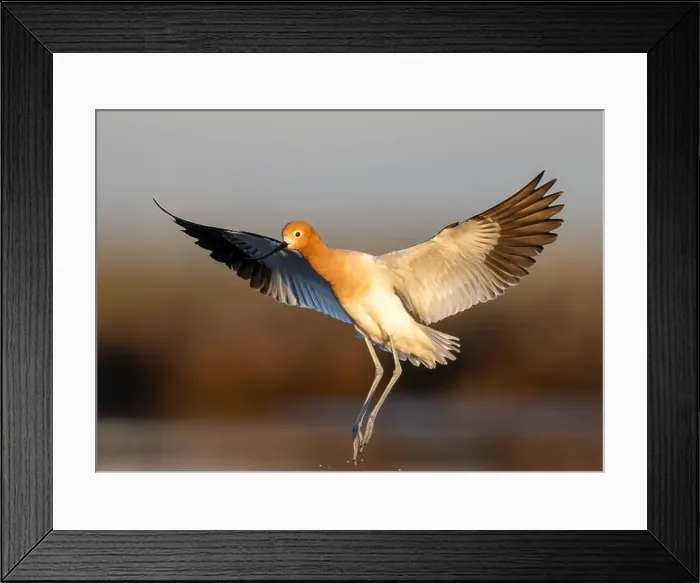 Framed Print : American Avocet (Recurvirostra americana) in breeding plumage in Northern California Framed Print : American Avocet (Recurvirostra americana) in breeding plumage in Northern California