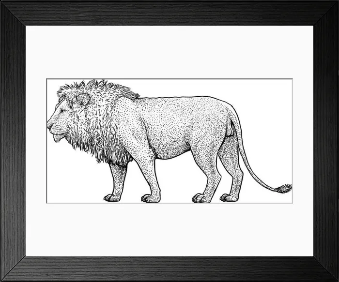 Framed Print : Lion illustration, drawing, engraving, ink, line art, vector