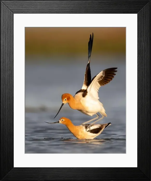 Framed Print : American Avocet (Recurvirostridae americana) copulating / breeding in the San Francisco Bay, California Framed Print : American Avocet (Recurvirostridae americana) copulating / breeding in the San Francisco Bay, California