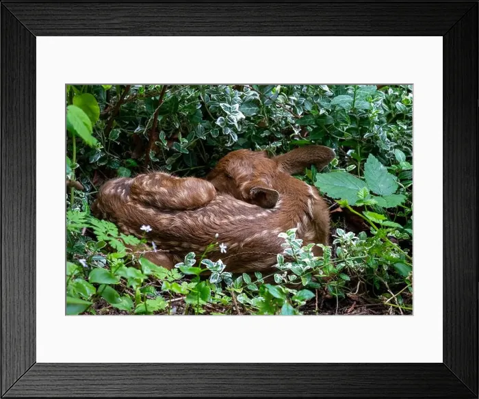 Framed Print : Issaquah, Washington, USA. Black-tailed deer fawn curled up in the undergrowth of a forest Framed Print : Issaquah, Washington, USA. Black-tailed deer fawn curled up in the undergrowth of a forest