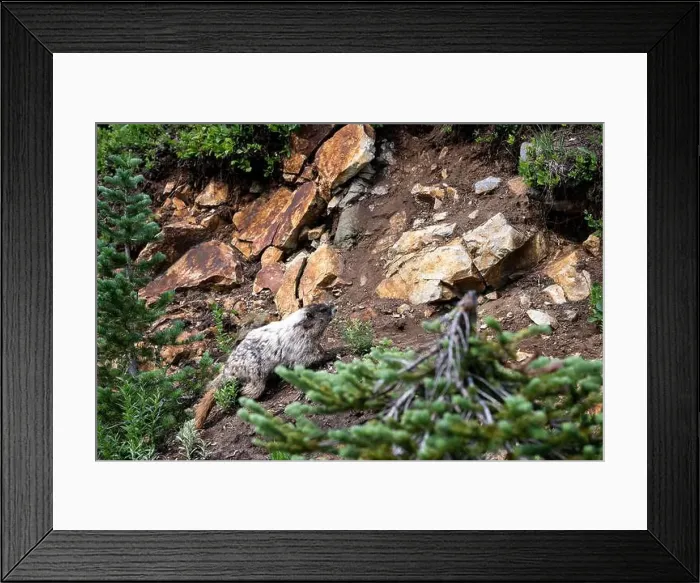 Framed Print : Hoary Marmot in the wild climbing up a steep hill Framed Print : Hoary Marmot in the wild climbing up a steep hill