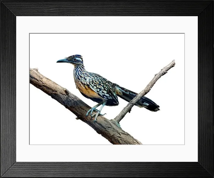 Framed Print : The greater roadrunner (Geococcyx californianus) is a long-legged bird in the cuckoo family Framed Print : The greater roadrunner (Geococcyx californianus) is a long-legged bird in the cuckoo family
