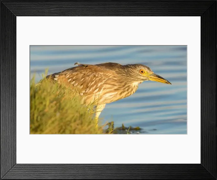 Framed Print : Black-crowned Night-Heron, juvenile, foraging at Moffett Channel, Sunnyvale Santa Clara County, California, USA