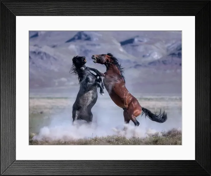 Framed Print : The Onaqui Mountain wild horse herd have a slight to moderate build and and range in colors from sorrel Framed Print : The Onaqui Mountain wild horse herd have a slight to moderate build and and range in colors from sorrel