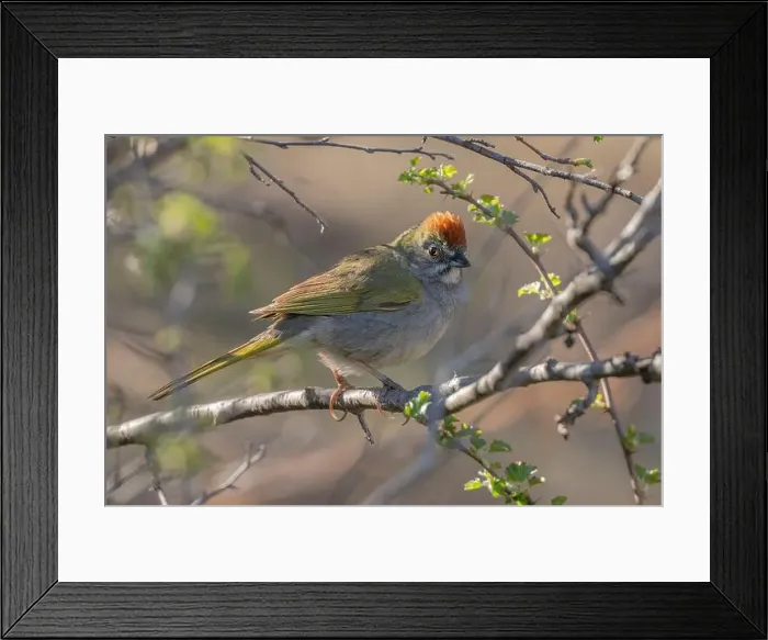 Framed Print : Green-tailed Towhee (Pipilo chlorurus) El Dorado County California USA Framed Print : Green-tailed Towhee (Pipilo chlorurus) El Dorado County California USA