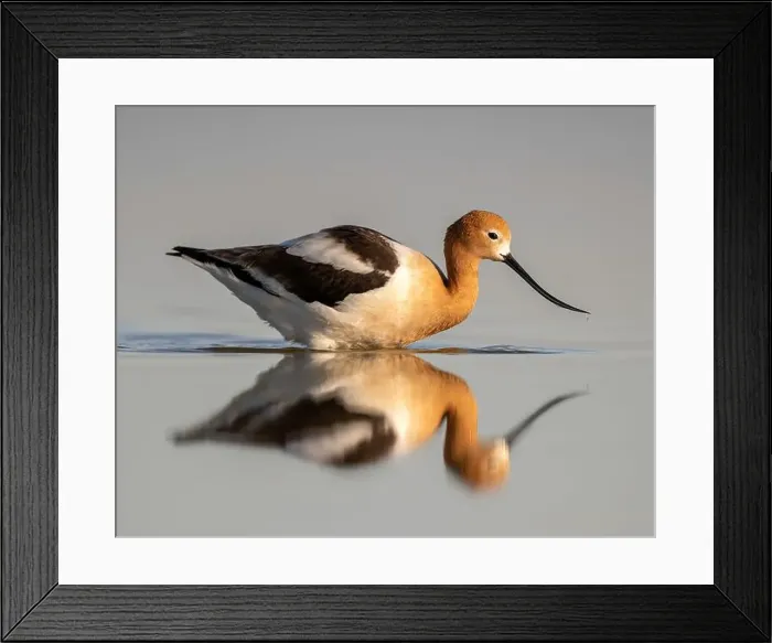 Framed Print : American Avocet (Recurvirostra americana) in breeding plumage in Northern California Framed Print : American Avocet (Recurvirostra americana) in breeding plumage in Northern California