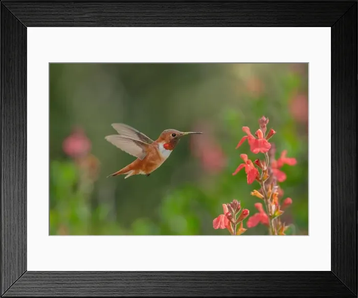 Framed Print : Rufous Hummingbird (Selasphorus rufus) Yolo County California USA Framed Print : Rufous Hummingbird (Selasphorus rufus) Yolo County California USA