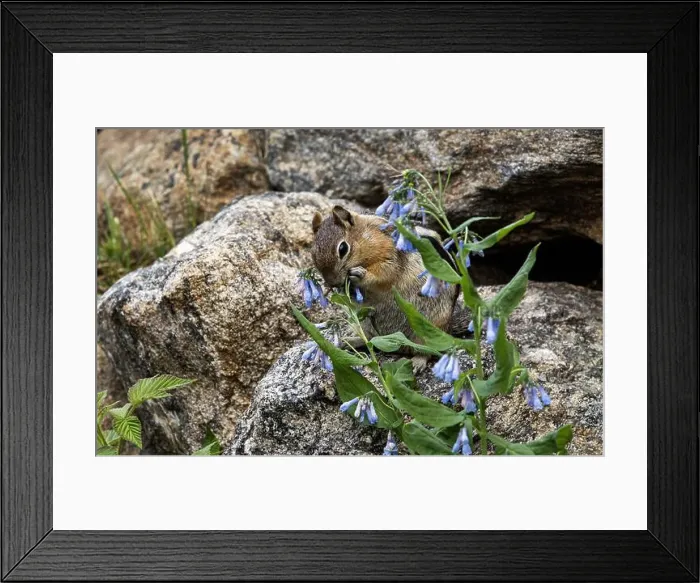 Framed Print : One Chipmunk standing on a large rock eating blue flowers in the Rocky Mountain National Park in Colorado Framed Print : One Chipmunk standing on a large rock eating blue flowers in the Rocky Mountain National Park in Colorado