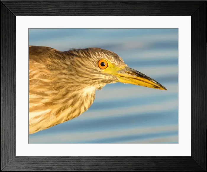 Framed Print : Black-crowned Night-Heron, juvenile, head shot. Moffett Channel, Sunnyvale Santa Clara County, California, USA