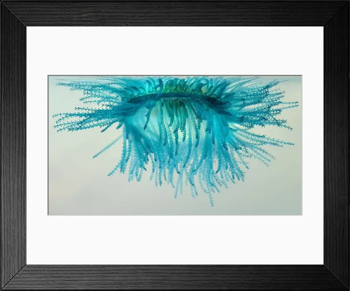 Framed Print : Underneath of the blue button (Porpita porpita) Framed Print : Underneath of the blue button (Porpita porpita)