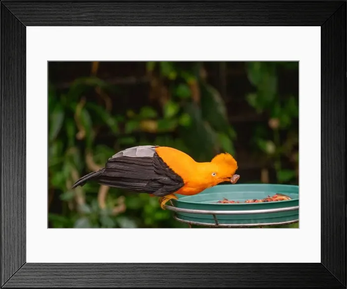 Framed Print : Woodland Park Zoo, Seattle, WA. Andean Cock-of-the-rock eating from a feeder