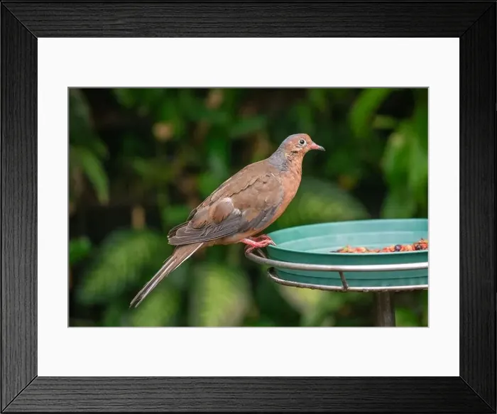 Framed Print : Woodland Park Zoo, Seattle, WA. Peruvian Pigeon eating from a feeder Framed Print : Woodland Park Zoo, Seattle, WA. Peruvian Pigeon eating from a feeder