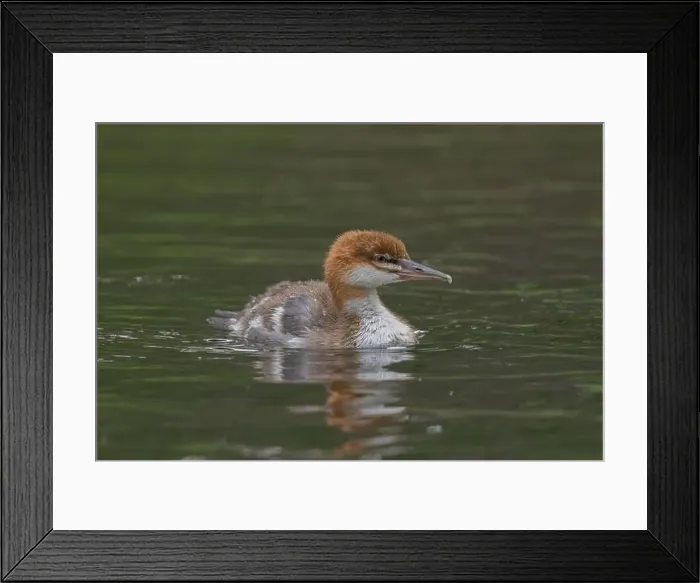 Framed Print : immature Common Merganser (Mergus merganser) El Dorado County California USA Framed Print : immature Common Merganser (Mergus merganser) El Dorado County California USA