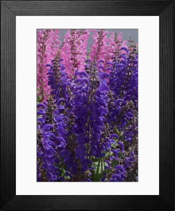 Framed Print : Close up of a group of Pink Moulin Rouge and Purple Evening Attire Salvia flowers Framed Print : Close up of a group of Pink Moulin Rouge and Purple Evening Attire Salvia flowers