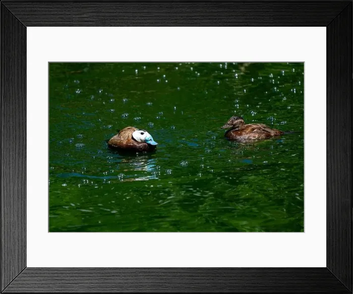Framed Print : Woodland Park Zoo, Seattle, WA. Male and female White-headed Ducks (Oxyura leucocephala) swimming