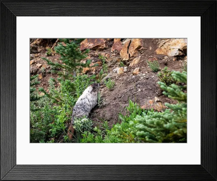 Framed Print : Hoary Marmot in the wild climbing up a steep hill Framed Print : Hoary Marmot in the wild climbing up a steep hill