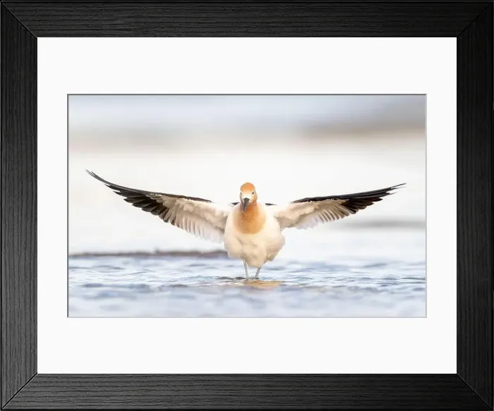 Framed Print : American Avocet (Recurvirostra americana) in breeding plumage in Northern California Framed Print : American Avocet (Recurvirostra americana) in breeding plumage in Northern California