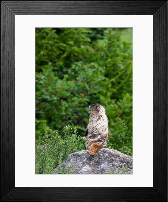 Framed Print : Hoary Marmot sitting upright on a rock and looking out to the side across a subalpine meadow Framed Print : Hoary Marmot sitting upright on a rock and looking out to the side across a subalpine meadow